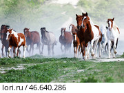 Бегущие лошади. Стоковое фото, фотограф Андрей Рубцов / ТАСС / Фотобанк Лори