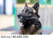 Служебная собака. Стоковое фото, фотограф Владимир Гердо / ТАСС / Фотобанк Лори