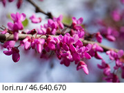 Flowering Cercis siliquastrum. Стоковое фото, фотограф Яков Филимонов / Фотобанк Лори
