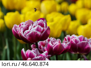 Пчела, собирающая пыльцу с тюльпана. Стоковое фото, фотограф Сергей Мальгавко / ТАСС / Фотобанк Лори