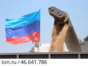 Погрузка собранной пшеницы в грузовик. Стоковое фото, фотограф Александр Река / ТАСС / Фотобанк Лори