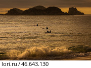 Серфингисты в воде. Стоковое фото, фотограф Юрий Смитюк / ТАСС / Фотобанк Лори