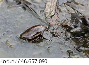 Жук-плавунец в воде. Стоковое фото, фотограф Михаил Батурицкий / ТАСС / Фотобанк Лори