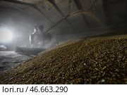 Оренбургская область, Кваркенский район. Собранная пшеница в зернохранилище. Стоковое фото, фотограф Александр Манзюк / ТАСС / Фотобанк Лори