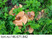Свинушки в лесу. О. Стоковое фото, фотограф Король/Бизнес Online / ТАСС / Фотобанк Лори