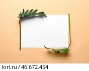 Свежие тропические листья и заглушку на цветном фоне. Стоковое фото, фотограф Pixel_shot / Фотобанк Лори