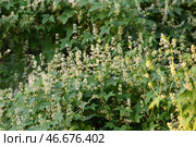 Echinocystis is a monotypic genus of annual herbaceous plants of the Cucurbitaceae family. Стоковое фото, фотограф Володина Ольга / Фотобанк Лори