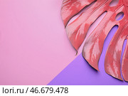 Розовый лист монстера на цветном фоне. Стоковое фото, фотограф Pixel_shot / Фотобанк Лори