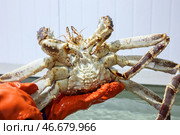 Камчатский краб в руке. Стоковое фото, фотограф Сергей Петров/NEWS.ru / ТАСС / Фотобанк Лори