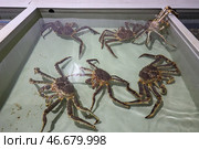 Живые камчатские крабы. Стоковое фото, фотограф Сергей Петров/NEWS.ru / ТАСС / Фотобанк Лори