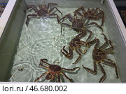 Живые камчатские крабы. Стоковое фото, фотограф Сергей Петров/NEWS.ru / ТАСС / Фотобанк Лори
