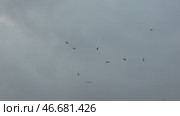 Birds Flight Cloudy Sky Migration: Aerial view, birds migrating on overcast day, likely for seasonal breeding. Стоковое видео, видеограф svetograph / Фотобанк Лори