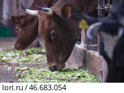 Коровы, жующие капустные очистки в коровнике фермерского хозяйства. Стоковое фото, фотограф Наталья Шатохина/NEWS.ru / ТАСС / Фотобанк Лори