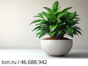 Indoor plant with thick green leaves growing in a decorative round pot. The leaves have a rich green color with bright veins. The pot itself is made of a material with a texture reminiscent of concrete or ceramics, and has a neutral gray shade. The base of the plant is covered with a brown substrate. The background is minimalist, light, which emphasizes the natural beauty of the plant. Стоковое AI-изображение, AI-художник Анна Кривицкая / Фотобанк Лори