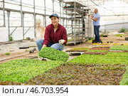 Smiling female gardener swaps pallets with young deren seedlings for full formation of plant. Стоковое фото, фотограф Яков Филимонов / Фотобанк Лори