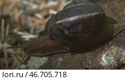 Big snail in shell crawling in forest closeup. Стоковое видео, видеограф Михаил Коханчиков / Фотобанк Лори
