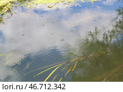 Водомерки прудовые (Gerris lacustris) на поверхности воды, река Красивая Меча, Тульская область, Россия. Стоковое фото, фотограф Андрей Цыганков / Фотобанк Лори