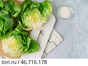 Деревянная доска с свежим бостонским салатом на белом фоне. Стоковое фото, фотограф Pixel_shot / Фотобанк Лори