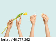 Женские руки с бутылочкой масла для кутикулы и тюльпаном на синем фоне. Стоковое фото, фотограф Pixel_shot / Фотобанк Лори
