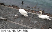 Лебеди с птенцами и утки на берегу озера Маджоре. Швейцария. Май. Swans with chicks and ducks on the shore of Lake Maggiore. Switzerland. May. Стоковое видео, видеограф Горшков Александр / Фотобанк Лори