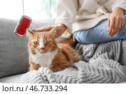 Женщина расчесывает свою кошку на диване дома, крупный план. Стоковое фото, фотограф Pixel_shot / Фотобанк Лори