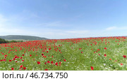 red flowers in wheat filed on sunny spring day. Стоковое фото, фотограф David Kashakhi / Фотобанк Лори