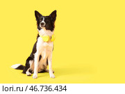 Милый бордер-колли с наушниками на жёлтом фоне. Стоковое фото, фотограф Pixel_shot / Фотобанк Лори