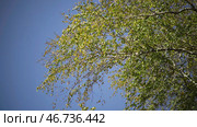 Tree branches with green leaves rustle on background of blue sky. Стоковое фото, фотограф David Kashakhi / Фотобанк Лори