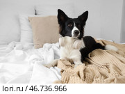 Милый бордер-колли лежит на кровати в спальне. Стоковое фото, фотограф Pixel_shot / Фотобанк Лори