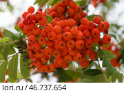 Гроздья рябины обыкновенной (Sorbus aucuparia L.) на дереве. Стоковое фото, фотограф Pukhov K / Фотобанк Лори
