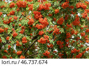 Гроздья рябины обыкновенной (Sorbus aucuparia L.) на дереве. Стоковое фото, фотограф Pukhov K / Фотобанк Лори