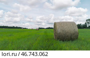 Beautiful twisted haystacks on cleared green field on background cloudy sky. Стоковое фото, фотограф David Kashakhi / Фотобанк Лори