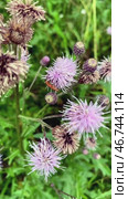 Жук рыжая мягкотелка (лат. Rhagonycha fulva) на цветке чертополоха. Стоковое видео, видеограф Владимир Шипикин / Фотобанк Лори