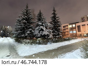 snow-covered fir trees in a cityscape in Moscow, Russia (2023 год). Стоковое фото, фотограф Володина Ольга / Фотобанк Лори