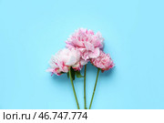 Расцветающие пионы на голубом фоне. Стоковое фото, фотограф Pixel_shot / Фотобанк Лори