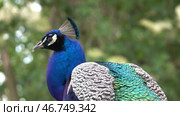 Peacocks sitting on branch in forest. Стоковое видео, видеограф Михаил Коханчиков / Фотобанк Лори