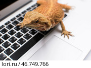 Ящерица бородатая агама сидит на серебристом с чёрной клавиатурой ноутбуке. Стоковое фото, фотограф Алиса Сокол / Фотобанк Лори