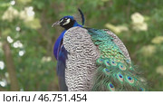 Peacocks sitting on branch in forest. Стоковое видео, видеограф Михаил Коханчиков / Фотобанк Лори