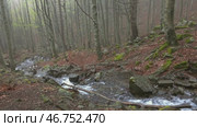 Stream in beech forest in mountains at spring. Стоковое видео, видеограф Михаил Коханчиков / Фотобанк Лори