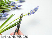 Женщина срезает цветы мускари ножницами на сером фоне. Стоковое фото, фотограф Pixel_shot / Фотобанк Лори