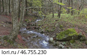 Stream in beech forest in mountains at spring. Стоковое видео, видеограф Михаил Коханчиков / Фотобанк Лори