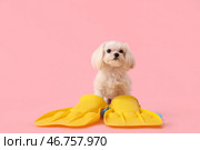 Милая болонка сидит с ластами на синем фоне. Стоковое фото, фотограф Pixel_shot / Фотобанк Лори