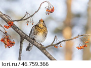 Дрозд на ветке с ягодами. Стоковое фото, фотограф Илья Бурыкин / Фотобанк Лори