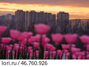 Парк Галицкого. Стоковое фото, фотограф Елена Букия / Фотобанк Лори