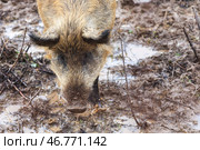 Кабан в поле весной. Стоковое фото, фотограф Наталья Шатохина/NEWS.ru / ТАСС / Фотобанк Лори