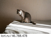 Одинокий кот сидит на кровати в спальне. Серый шотландский прямоухий кот. Питомец ждет своего хозяина. Стоковое фото, фотограф Елена Болтунова (Галиуллина) / Фотобанк Лори