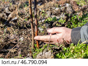 A gardener holds a scion branch of a fruit tree near a rootstock, trying it on for grafting garden trees. Стоковое фото, фотограф Коханова Наталья / Фотобанк Лори