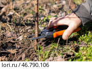 A gardener uses pruning shears to cut a branch of a fruit tree rootstock for grafting garden trees in spring. Стоковое фото, фотограф Коханова Наталья / Фотобанк Лори