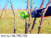 Fertilizing fruit trees. A gardener scatters nitrogen fertilizer granules on the ground near a tree in an orchard. Стоковое фото, фотограф Коханова Наталья / Фотобанк Лори
