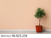 Фикус возле бежевой стены. Стоковое фото, фотограф Pixel_shot / Фотобанк Лори